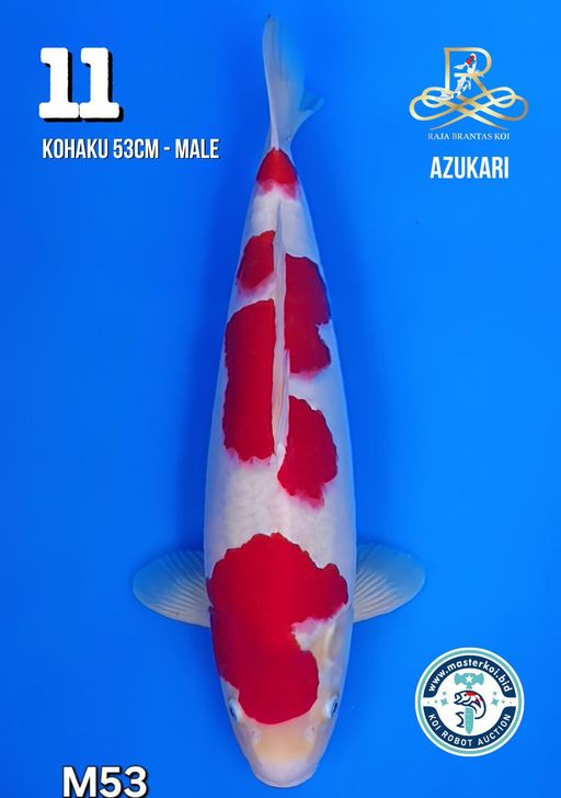 Lelang Koi Online, Jual Beli Ikan Koi, Pusat Jual Beli Koi, Info Lelang Koi Hari Ini, Platform Jual Beli Koi, Jual Beli Ikan Koi Online, Marketplace Ikan Koi, Jual Koi Terbaik, Tempat Beli Koi Berkualitas, Pasar Ikan Koi Online Terpercaya, Penjual Ikan Koi Terpercaya, Beli Koi Hias Online, Ikan Koi untuk Dijual, Koi Kualitas Terbaik, Toko Online Ikan Koi, Koi Hias Untuk Dijual, Jual Beli Ikan Koi Lokal, Koi Indonesia Online, Pusat Jual Beli Koi Terbesar