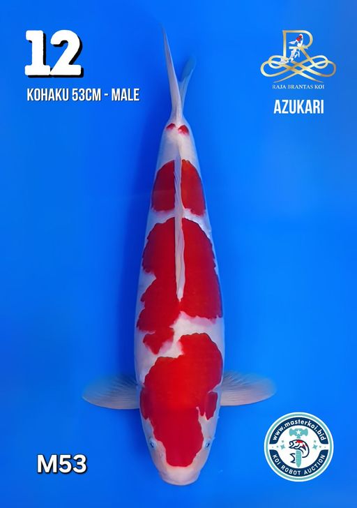 Lelang Koi Online, Jual Beli Ikan Koi, Pusat Jual Beli Koi, Info Lelang Koi Hari Ini, Platform Jual Beli Koi, Jual Beli Ikan Koi Online, Marketplace Ikan Koi, Jual Koi Terbaik, Tempat Beli Koi Berkualitas, Pasar Ikan Koi Online Terpercaya, Penjual Ikan Koi Terpercaya, Beli Koi Hias Online, Ikan Koi untuk Dijual, Koi Kualitas Terbaik, Toko Online Ikan Koi, Koi Hias Untuk Dijual, Jual Beli Ikan Koi Lokal, Koi Indonesia Online, Pusat Jual Beli Koi Terbesar