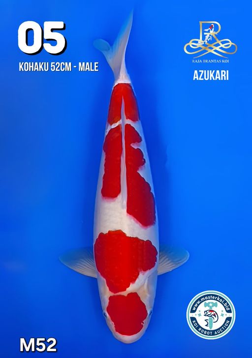 Lelang Koi Online, Jual Beli Ikan Koi, Pusat Jual Beli Koi, Info Lelang Koi Hari Ini, Platform Jual Beli Koi, Jual Beli Ikan Koi Online, Marketplace Ikan Koi, Jual Koi Terbaik, Tempat Beli Koi Berkualitas, Pasar Ikan Koi Online Terpercaya, Penjual Ikan Koi Terpercaya, Beli Koi Hias Online, Ikan Koi untuk Dijual, Koi Kualitas Terbaik, Toko Online Ikan Koi, Koi Hias Untuk Dijual, Jual Beli Ikan Koi Lokal, Koi Indonesia Online, Pusat Jual Beli Koi Terbesar