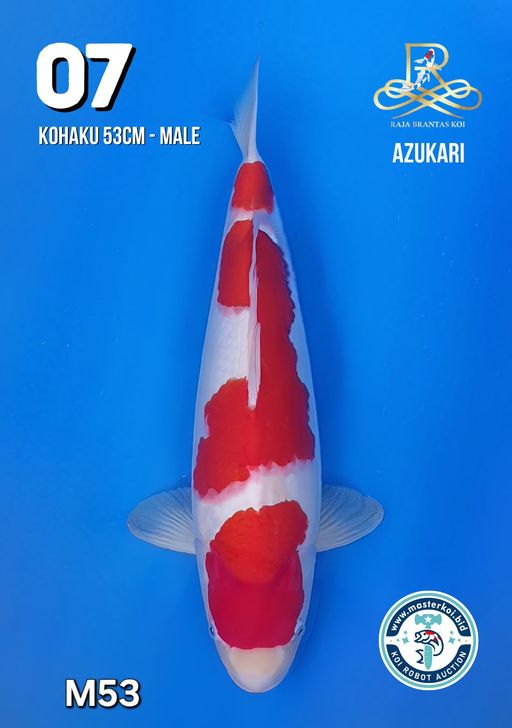 Lelang Koi Online, Jual Beli Ikan Koi, Pusat Jual Beli Koi, Info Lelang Koi Hari Ini, Platform Jual Beli Koi, Jual Beli Ikan Koi Online, Marketplace Ikan Koi, Jual Koi Terbaik, Tempat Beli Koi Berkualitas, Pasar Ikan Koi Online Terpercaya, Penjual Ikan Koi Terpercaya, Beli Koi Hias Online, Ikan Koi untuk Dijual, Koi Kualitas Terbaik, Toko Online Ikan Koi, Koi Hias Untuk Dijual, Jual Beli Ikan Koi Lokal, Koi Indonesia Online, Pusat Jual Beli Koi Terbesar
