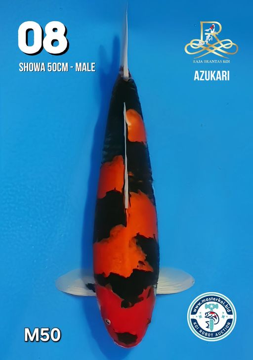 Lelang Koi Online, Jual Beli Ikan Koi, Pusat Jual Beli Koi, Info Lelang Koi Hari Ini, Platform Jual Beli Koi, Jual Beli Ikan Koi Online, Marketplace Ikan Koi, Jual Koi Terbaik, Tempat Beli Koi Berkualitas, Pasar Ikan Koi Online Terpercaya, Penjual Ikan Koi Terpercaya, Beli Koi Hias Online, Ikan Koi untuk Dijual, Koi Kualitas Terbaik, Toko Online Ikan Koi, Koi Hias Untuk Dijual, Jual Beli Ikan Koi Lokal, Koi Indonesia Online, Pusat Jual Beli Koi Terbesar