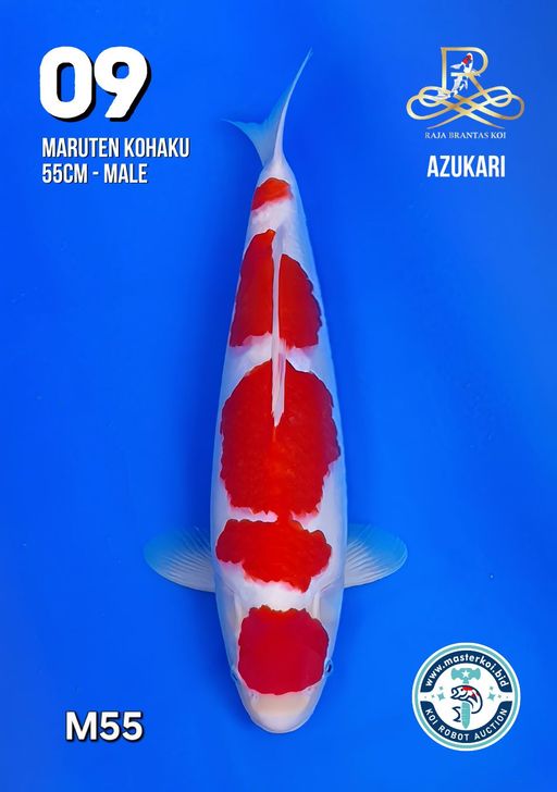 Lelang Koi Online, Jual Beli Ikan Koi, Pusat Jual Beli Koi, Info Lelang Koi Hari Ini, Platform Jual Beli Koi, Jual Beli Ikan Koi Online, Marketplace Ikan Koi, Jual Koi Terbaik, Tempat Beli Koi Berkualitas, Pasar Ikan Koi Online Terpercaya, Penjual Ikan Koi Terpercaya, Beli Koi Hias Online, Ikan Koi untuk Dijual, Koi Kualitas Terbaik, Toko Online Ikan Koi, Koi Hias Untuk Dijual, Jual Beli Ikan Koi Lokal, Koi Indonesia Online, Pusat Jual Beli Koi Terbesar
