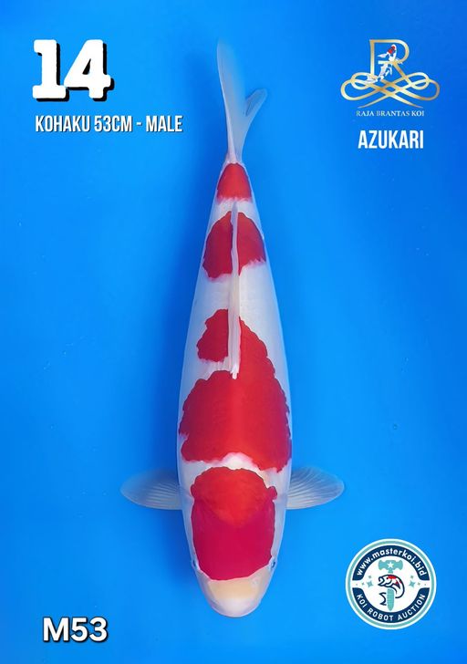 Lelang Koi Online, Jual Beli Ikan Koi, Pusat Jual Beli Koi, Info Lelang Koi Hari Ini, Platform Jual Beli Koi, Jual Beli Ikan Koi Online, Marketplace Ikan Koi, Jual Koi Terbaik, Tempat Beli Koi Berkualitas, Pasar Ikan Koi Online Terpercaya, Penjual Ikan Koi Terpercaya, Beli Koi Hias Online, Ikan Koi untuk Dijual, Koi Kualitas Terbaik, Toko Online Ikan Koi, Koi Hias Untuk Dijual, Jual Beli Ikan Koi Lokal, Koi Indonesia Online, Pusat Jual Beli Koi Terbesar