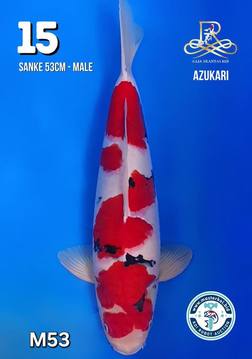Lelang Koi Online, Jual Beli Ikan Koi, Pusat Jual Beli Koi, Info Lelang Koi Hari Ini, Platform Jual Beli Koi, Jual Beli Ikan Koi Online, Marketplace Ikan Koi, Jual Koi Terbaik, Tempat Beli Koi Berkualitas, Pasar Ikan Koi Online Terpercaya, Penjual Ikan Koi Terpercaya, Beli Koi Hias Online, Ikan Koi untuk Dijual, Koi Kualitas Terbaik, Toko Online Ikan Koi, Koi Hias Untuk Dijual, Jual Beli Ikan Koi Lokal, Koi Indonesia Online, Pusat Jual Beli Koi Terbesar