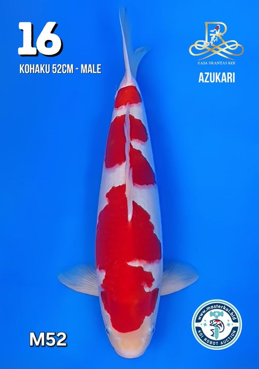 Lelang Koi Online, Jual Beli Ikan Koi, Pusat Jual Beli Koi, Info Lelang Koi Hari Ini, Platform Jual Beli Koi, Jual Beli Ikan Koi Online, Marketplace Ikan Koi, Jual Koi Terbaik, Tempat Beli Koi Berkualitas, Pasar Ikan Koi Online Terpercaya, Penjual Ikan Koi Terpercaya, Beli Koi Hias Online, Ikan Koi untuk Dijual, Koi Kualitas Terbaik, Toko Online Ikan Koi, Koi Hias Untuk Dijual, Jual Beli Ikan Koi Lokal, Koi Indonesia Online, Pusat Jual Beli Koi Terbesar