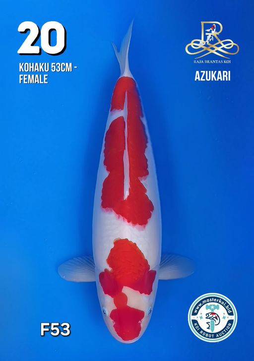 Lelang Koi Online, Jual Beli Ikan Koi, Pusat Jual Beli Koi, Info Lelang Koi Hari Ini, Platform Jual Beli Koi, Jual Beli Ikan Koi Online, Marketplace Ikan Koi, Jual Koi Terbaik, Tempat Beli Koi Berkualitas, Pasar Ikan Koi Online Terpercaya, Penjual Ikan Koi Terpercaya, Beli Koi Hias Online, Ikan Koi untuk Dijual, Koi Kualitas Terbaik, Toko Online Ikan Koi, Koi Hias Untuk Dijual, Jual Beli Ikan Koi Lokal, Koi Indonesia Online, Pusat Jual Beli Koi Terbesar