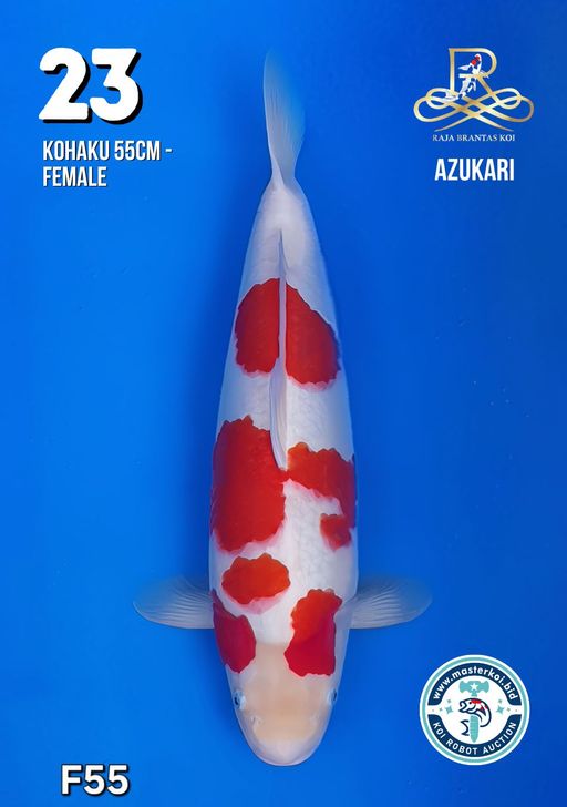 Lelang Koi Online, Jual Beli Ikan Koi, Pusat Jual Beli Koi, Info Lelang Koi Hari Ini, Platform Jual Beli Koi, Jual Beli Ikan Koi Online, Marketplace Ikan Koi, Jual Koi Terbaik, Tempat Beli Koi Berkualitas, Pasar Ikan Koi Online Terpercaya, Penjual Ikan Koi Terpercaya, Beli Koi Hias Online, Ikan Koi untuk Dijual, Koi Kualitas Terbaik, Toko Online Ikan Koi, Koi Hias Untuk Dijual, Jual Beli Ikan Koi Lokal, Koi Indonesia Online, Pusat Jual Beli Koi Terbesar