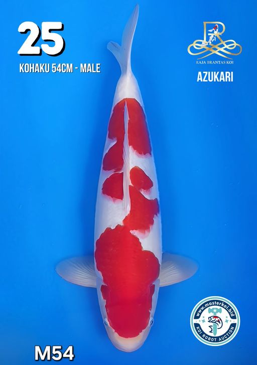 Lelang Koi Online, Jual Beli Ikan Koi, Pusat Jual Beli Koi, Info Lelang Koi Hari Ini, Platform Jual Beli Koi, Jual Beli Ikan Koi Online, Marketplace Ikan Koi, Jual Koi Terbaik, Tempat Beli Koi Berkualitas, Pasar Ikan Koi Online Terpercaya, Penjual Ikan Koi Terpercaya, Beli Koi Hias Online, Ikan Koi untuk Dijual, Koi Kualitas Terbaik, Toko Online Ikan Koi, Koi Hias Untuk Dijual, Jual Beli Ikan Koi Lokal, Koi Indonesia Online, Pusat Jual Beli Koi Terbesar
