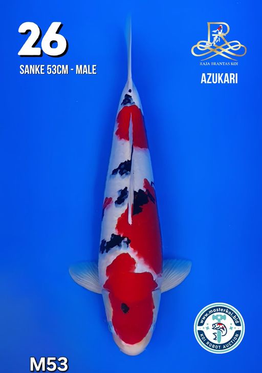Lelang Koi Online, Jual Beli Ikan Koi, Pusat Jual Beli Koi, Info Lelang Koi Hari Ini, Platform Jual Beli Koi, Jual Beli Ikan Koi Online, Marketplace Ikan Koi, Jual Koi Terbaik, Tempat Beli Koi Berkualitas, Pasar Ikan Koi Online Terpercaya, Penjual Ikan Koi Terpercaya, Beli Koi Hias Online, Ikan Koi untuk Dijual, Koi Kualitas Terbaik, Toko Online Ikan Koi, Koi Hias Untuk Dijual, Jual Beli Ikan Koi Lokal, Koi Indonesia Online, Pusat Jual Beli Koi Terbesar