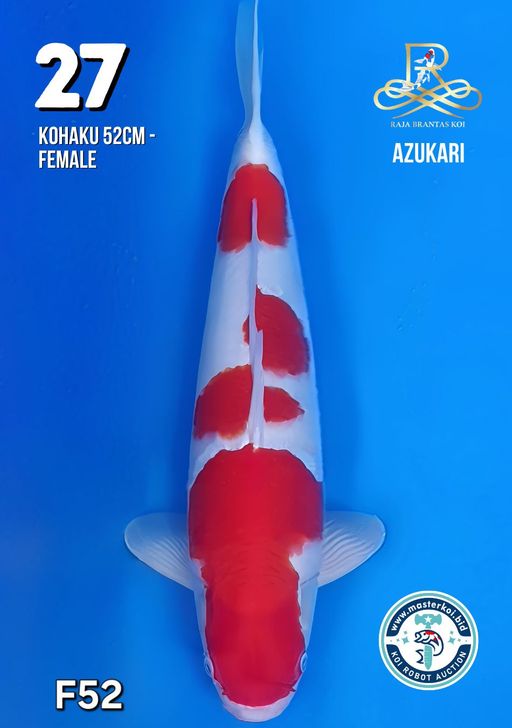 Lelang Koi Online, Jual Beli Ikan Koi, Pusat Jual Beli Koi, Info Lelang Koi Hari Ini, Platform Jual Beli Koi, Jual Beli Ikan Koi Online, Marketplace Ikan Koi, Jual Koi Terbaik, Tempat Beli Koi Berkualitas, Pasar Ikan Koi Online Terpercaya, Penjual Ikan Koi Terpercaya, Beli Koi Hias Online, Ikan Koi untuk Dijual, Koi Kualitas Terbaik, Toko Online Ikan Koi, Koi Hias Untuk Dijual, Jual Beli Ikan Koi Lokal, Koi Indonesia Online, Pusat Jual Beli Koi Terbesar