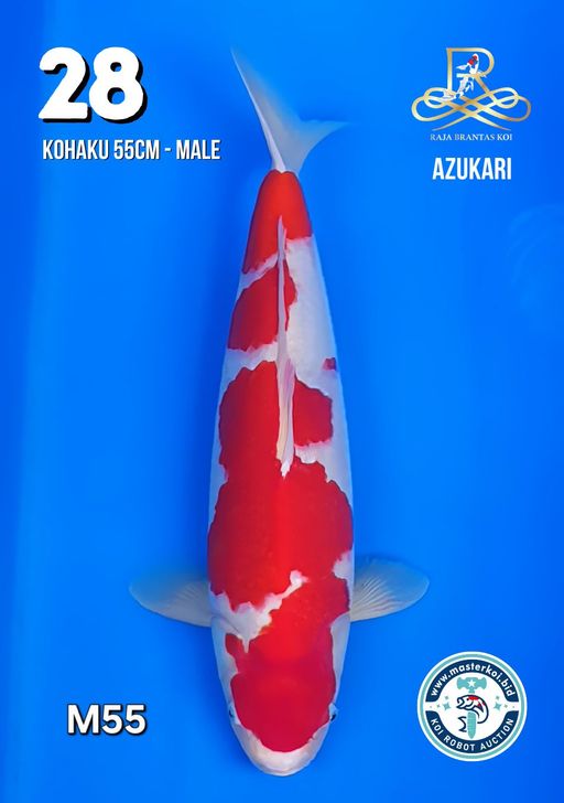 Lelang Koi Online, Jual Beli Ikan Koi, Pusat Jual Beli Koi, Info Lelang Koi Hari Ini, Platform Jual Beli Koi, Jual Beli Ikan Koi Online, Marketplace Ikan Koi, Jual Koi Terbaik, Tempat Beli Koi Berkualitas, Pasar Ikan Koi Online Terpercaya, Penjual Ikan Koi Terpercaya, Beli Koi Hias Online, Ikan Koi untuk Dijual, Koi Kualitas Terbaik, Toko Online Ikan Koi, Koi Hias Untuk Dijual, Jual Beli Ikan Koi Lokal, Koi Indonesia Online, Pusat Jual Beli Koi Terbesar