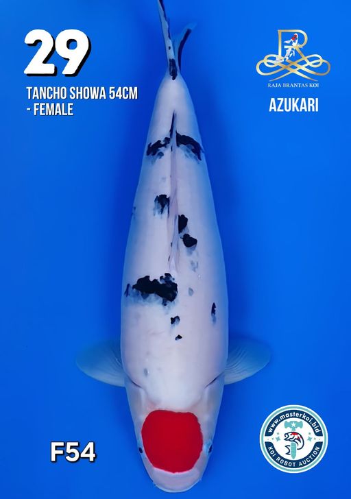 Lelang Koi Online, Jual Beli Ikan Koi, Pusat Jual Beli Koi, Info Lelang Koi Hari Ini, Platform Jual Beli Koi, Jual Beli Ikan Koi Online, Marketplace Ikan Koi, Jual Koi Terbaik, Tempat Beli Koi Berkualitas, Pasar Ikan Koi Online Terpercaya, Penjual Ikan Koi Terpercaya, Beli Koi Hias Online, Ikan Koi untuk Dijual, Koi Kualitas Terbaik, Toko Online Ikan Koi, Koi Hias Untuk Dijual, Jual Beli Ikan Koi Lokal, Koi Indonesia Online, Pusat Jual Beli Koi Terbesar