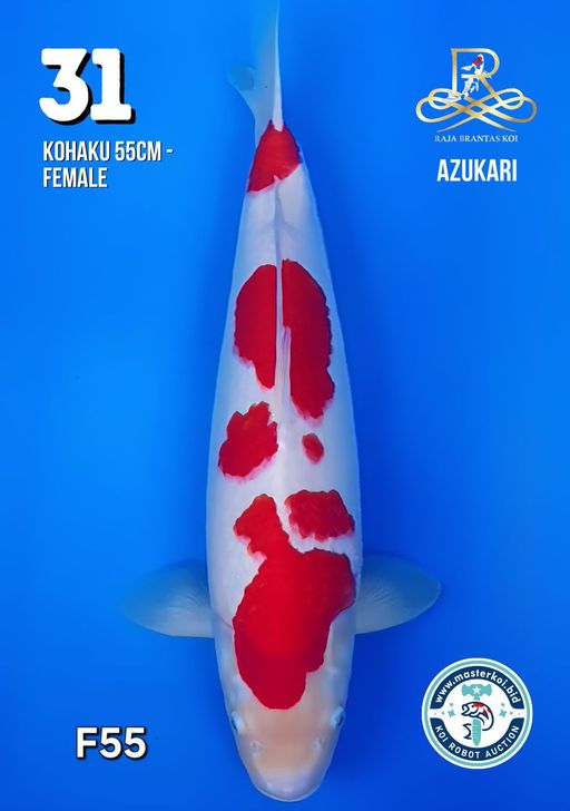 Lelang Koi Online, Jual Beli Ikan Koi, Pusat Jual Beli Koi, Info Lelang Koi Hari Ini, Platform Jual Beli Koi, Jual Beli Ikan Koi Online, Marketplace Ikan Koi, Jual Koi Terbaik, Tempat Beli Koi Berkualitas, Pasar Ikan Koi Online Terpercaya, Penjual Ikan Koi Terpercaya, Beli Koi Hias Online, Ikan Koi untuk Dijual, Koi Kualitas Terbaik, Toko Online Ikan Koi, Koi Hias Untuk Dijual, Jual Beli Ikan Koi Lokal, Koi Indonesia Online, Pusat Jual Beli Koi Terbesar