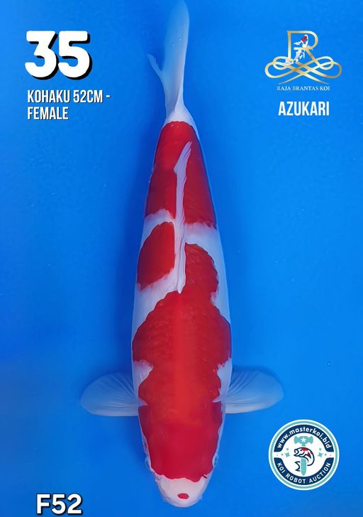 Lelang Koi Online, Jual Beli Ikan Koi, Pusat Jual Beli Koi, Info Lelang Koi Hari Ini, Platform Jual Beli Koi, Jual Beli Ikan Koi Online, Marketplace Ikan Koi, Jual Koi Terbaik, Tempat Beli Koi Berkualitas, Pasar Ikan Koi Online Terpercaya, Penjual Ikan Koi Terpercaya, Beli Koi Hias Online, Ikan Koi untuk Dijual, Koi Kualitas Terbaik, Toko Online Ikan Koi, Koi Hias Untuk Dijual, Jual Beli Ikan Koi Lokal, Koi Indonesia Online, Pusat Jual Beli Koi Terbesar