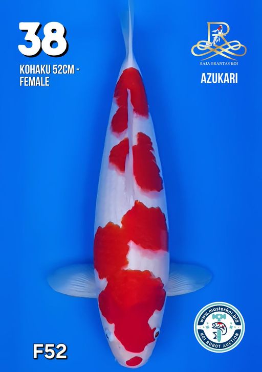 Lelang Koi Online, Jual Beli Ikan Koi, Pusat Jual Beli Koi, Info Lelang Koi Hari Ini, Platform Jual Beli Koi, Jual Beli Ikan Koi Online, Marketplace Ikan Koi, Jual Koi Terbaik, Tempat Beli Koi Berkualitas, Pasar Ikan Koi Online Terpercaya, Penjual Ikan Koi Terpercaya, Beli Koi Hias Online, Ikan Koi untuk Dijual, Koi Kualitas Terbaik, Toko Online Ikan Koi, Koi Hias Untuk Dijual, Jual Beli Ikan Koi Lokal, Koi Indonesia Online, Pusat Jual Beli Koi Terbesar