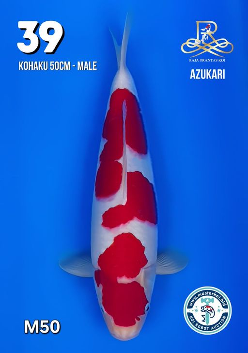 Lelang Koi Online, Jual Beli Ikan Koi, Pusat Jual Beli Koi, Info Lelang Koi Hari Ini, Platform Jual Beli Koi, Jual Beli Ikan Koi Online, Marketplace Ikan Koi, Jual Koi Terbaik, Tempat Beli Koi Berkualitas, Pasar Ikan Koi Online Terpercaya, Penjual Ikan Koi Terpercaya, Beli Koi Hias Online, Ikan Koi untuk Dijual, Koi Kualitas Terbaik, Toko Online Ikan Koi, Koi Hias Untuk Dijual, Jual Beli Ikan Koi Lokal, Koi Indonesia Online, Pusat Jual Beli Koi Terbesar