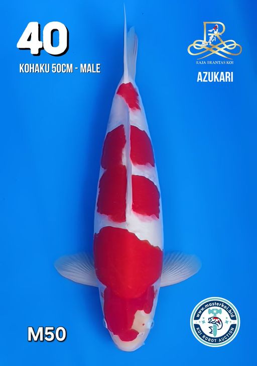 Lelang Koi Online, Jual Beli Ikan Koi, Pusat Jual Beli Koi, Info Lelang Koi Hari Ini, Platform Jual Beli Koi, Jual Beli Ikan Koi Online, Marketplace Ikan Koi, Jual Koi Terbaik, Tempat Beli Koi Berkualitas, Pasar Ikan Koi Online Terpercaya, Penjual Ikan Koi Terpercaya, Beli Koi Hias Online, Ikan Koi untuk Dijual, Koi Kualitas Terbaik, Toko Online Ikan Koi, Koi Hias Untuk Dijual, Jual Beli Ikan Koi Lokal, Koi Indonesia Online, Pusat Jual Beli Koi Terbesar
