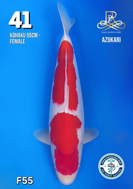 Lelang Koi Online, Jual Beli Ikan Koi, Pusat Jual Beli Koi, Info Lelang Koi Hari Ini, Platform Jual Beli Koi, Jual Beli Ikan Koi Online, Marketplace Ikan Koi, Jual Koi Terbaik, Tempat Beli Koi Berkualitas, Pasar Ikan Koi Online Terpercaya, Penjual Ikan Koi Terpercaya, Beli Koi Hias Online, Ikan Koi untuk Dijual, Koi Kualitas Terbaik, Toko Online Ikan Koi, Koi Hias Untuk Dijual, Jual Beli Ikan Koi Lokal, Koi Indonesia Online, Pusat Jual Beli Koi Terbesar