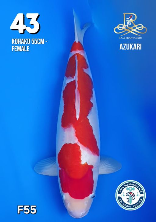 Lelang Koi Online, Jual Beli Ikan Koi, Pusat Jual Beli Koi, Info Lelang Koi Hari Ini, Platform Jual Beli Koi, Jual Beli Ikan Koi Online, Marketplace Ikan Koi, Jual Koi Terbaik, Tempat Beli Koi Berkualitas, Pasar Ikan Koi Online Terpercaya, Penjual Ikan Koi Terpercaya, Beli Koi Hias Online, Ikan Koi untuk Dijual, Koi Kualitas Terbaik, Toko Online Ikan Koi, Koi Hias Untuk Dijual, Jual Beli Ikan Koi Lokal, Koi Indonesia Online, Pusat Jual Beli Koi Terbesar