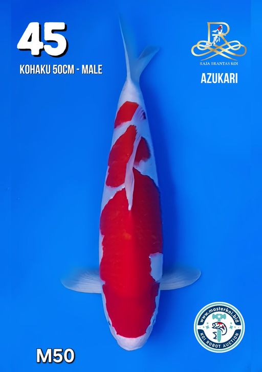 Lelang Koi Online, Jual Beli Ikan Koi, Pusat Jual Beli Koi, Info Lelang Koi Hari Ini, Platform Jual Beli Koi, Jual Beli Ikan Koi Online, Marketplace Ikan Koi, Jual Koi Terbaik, Tempat Beli Koi Berkualitas, Pasar Ikan Koi Online Terpercaya, Penjual Ikan Koi Terpercaya, Beli Koi Hias Online, Ikan Koi untuk Dijual, Koi Kualitas Terbaik, Toko Online Ikan Koi, Koi Hias Untuk Dijual, Jual Beli Ikan Koi Lokal, Koi Indonesia Online, Pusat Jual Beli Koi Terbesar