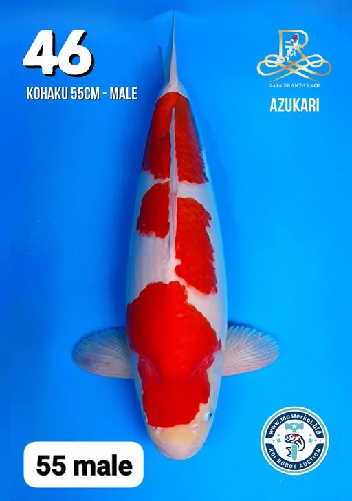 Lelang Koi Online, Jual Beli Ikan Koi, Pusat Jual Beli Koi, Info Lelang Koi Hari Ini, Platform Jual Beli Koi, Jual Beli Ikan Koi Online, Marketplace Ikan Koi, Jual Koi Terbaik, Tempat Beli Koi Berkualitas, Pasar Ikan Koi Online Terpercaya, Penjual Ikan Koi Terpercaya, Beli Koi Hias Online, Ikan Koi untuk Dijual, Koi Kualitas Terbaik, Toko Online Ikan Koi, Koi Hias Untuk Dijual, Jual Beli Ikan Koi Lokal, Koi Indonesia Online, Pusat Jual Beli Koi Terbesar