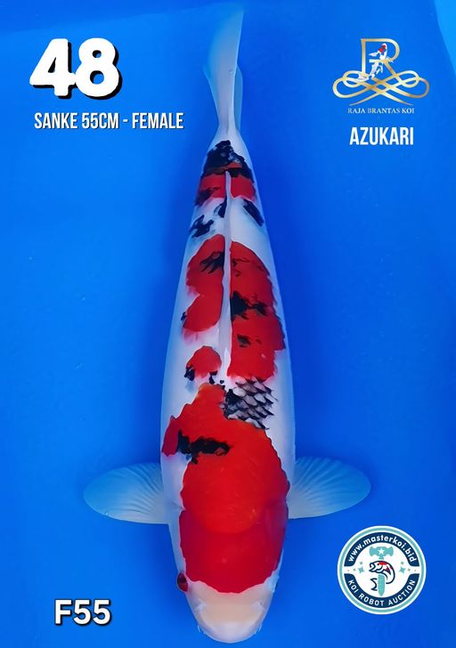 Lelang Koi Online, Jual Beli Ikan Koi, Pusat Jual Beli Koi, Info Lelang Koi Hari Ini, Platform Jual Beli Koi, Jual Beli Ikan Koi Online, Marketplace Ikan Koi, Jual Koi Terbaik, Tempat Beli Koi Berkualitas, Pasar Ikan Koi Online Terpercaya, Penjual Ikan Koi Terpercaya, Beli Koi Hias Online, Ikan Koi untuk Dijual, Koi Kualitas Terbaik, Toko Online Ikan Koi, Koi Hias Untuk Dijual, Jual Beli Ikan Koi Lokal, Koi Indonesia Online, Pusat Jual Beli Koi Terbesar