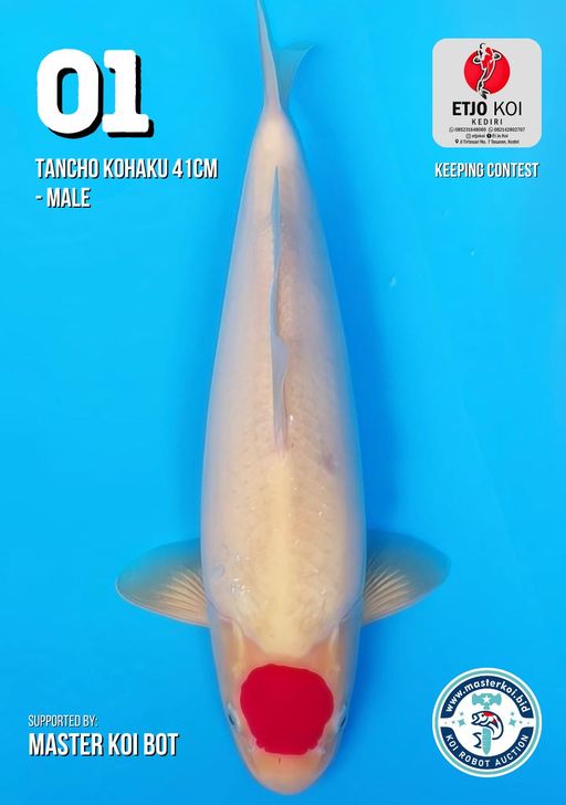 Lelang Koi Online, Jual Beli Ikan Koi, Pusat Jual Beli Koi, Info Lelang Koi Hari Ini, Platform Jual Beli Koi, Jual Beli Ikan Koi Online, Marketplace Ikan Koi, Jual Koi Terbaik, Tempat Beli Koi Berkualitas, Pasar Ikan Koi Online Terpercaya, Penjual Ikan Koi Terpercaya, Beli Koi Hias Online, Ikan Koi untuk Dijual, Koi Kualitas Terbaik, Toko Online Ikan Koi, Koi Hias Untuk Dijual, Jual Beli Ikan Koi Lokal, Koi Indonesia Online, Pusat Jual Beli Koi Terbesar