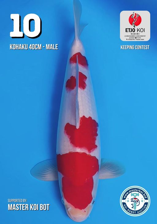 Lelang Koi Online, Jual Beli Ikan Koi, Pusat Jual Beli Koi, Info Lelang Koi Hari Ini, Platform Jual Beli Koi, Jual Beli Ikan Koi Online, Marketplace Ikan Koi, Jual Koi Terbaik, Tempat Beli Koi Berkualitas, Pasar Ikan Koi Online Terpercaya, Penjual Ikan Koi Terpercaya, Beli Koi Hias Online, Ikan Koi untuk Dijual, Koi Kualitas Terbaik, Toko Online Ikan Koi, Koi Hias Untuk Dijual, Jual Beli Ikan Koi Lokal, Koi Indonesia Online, Pusat Jual Beli Koi Terbesar