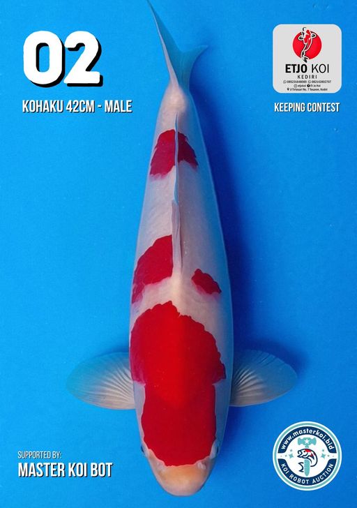 Lelang Koi Online, Jual Beli Ikan Koi, Pusat Jual Beli Koi, Info Lelang Koi Hari Ini, Platform Jual Beli Koi, Jual Beli Ikan Koi Online, Marketplace Ikan Koi, Jual Koi Terbaik, Tempat Beli Koi Berkualitas, Pasar Ikan Koi Online Terpercaya, Penjual Ikan Koi Terpercaya, Beli Koi Hias Online, Ikan Koi untuk Dijual, Koi Kualitas Terbaik, Toko Online Ikan Koi, Koi Hias Untuk Dijual, Jual Beli Ikan Koi Lokal, Koi Indonesia Online, Pusat Jual Beli Koi Terbesar