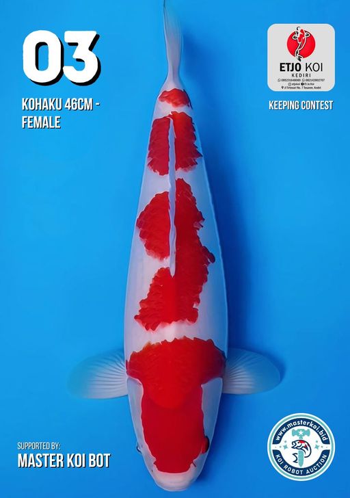 Lelang Koi Online, Jual Beli Ikan Koi, Pusat Jual Beli Koi, Info Lelang Koi Hari Ini, Platform Jual Beli Koi, Jual Beli Ikan Koi Online, Marketplace Ikan Koi, Jual Koi Terbaik, Tempat Beli Koi Berkualitas, Pasar Ikan Koi Online Terpercaya, Penjual Ikan Koi Terpercaya, Beli Koi Hias Online, Ikan Koi untuk Dijual, Koi Kualitas Terbaik, Toko Online Ikan Koi, Koi Hias Untuk Dijual, Jual Beli Ikan Koi Lokal, Koi Indonesia Online, Pusat Jual Beli Koi Terbesar
