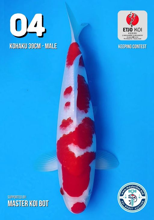 Lelang Koi Online, Jual Beli Ikan Koi, Pusat Jual Beli Koi, Info Lelang Koi Hari Ini, Platform Jual Beli Koi, Jual Beli Ikan Koi Online, Marketplace Ikan Koi, Jual Koi Terbaik, Tempat Beli Koi Berkualitas, Pasar Ikan Koi Online Terpercaya, Penjual Ikan Koi Terpercaya, Beli Koi Hias Online, Ikan Koi untuk Dijual, Koi Kualitas Terbaik, Toko Online Ikan Koi, Koi Hias Untuk Dijual, Jual Beli Ikan Koi Lokal, Koi Indonesia Online, Pusat Jual Beli Koi Terbesar