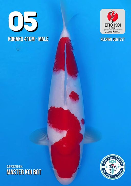 Lelang Koi Online, Jual Beli Ikan Koi, Pusat Jual Beli Koi, Info Lelang Koi Hari Ini, Platform Jual Beli Koi, Jual Beli Ikan Koi Online, Marketplace Ikan Koi, Jual Koi Terbaik, Tempat Beli Koi Berkualitas, Pasar Ikan Koi Online Terpercaya, Penjual Ikan Koi Terpercaya, Beli Koi Hias Online, Ikan Koi untuk Dijual, Koi Kualitas Terbaik, Toko Online Ikan Koi, Koi Hias Untuk Dijual, Jual Beli Ikan Koi Lokal, Koi Indonesia Online, Pusat Jual Beli Koi Terbesar