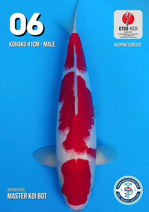 Lelang Koi Online, Jual Beli Ikan Koi, Pusat Jual Beli Koi, Info Lelang Koi Hari Ini, Platform Jual Beli Koi, Jual Beli Ikan Koi Online, Marketplace Ikan Koi, Jual Koi Terbaik, Tempat Beli Koi Berkualitas, Pasar Ikan Koi Online Terpercaya, Penjual Ikan Koi Terpercaya, Beli Koi Hias Online, Ikan Koi untuk Dijual, Koi Kualitas Terbaik, Toko Online Ikan Koi, Koi Hias Untuk Dijual, Jual Beli Ikan Koi Lokal, Koi Indonesia Online, Pusat Jual Beli Koi Terbesar