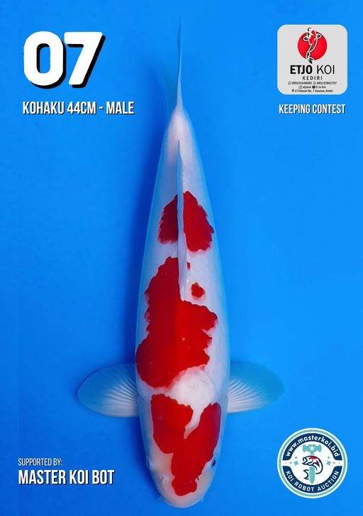 Lelang Koi Online, Jual Beli Ikan Koi, Pusat Jual Beli Koi, Info Lelang Koi Hari Ini, Platform Jual Beli Koi, Jual Beli Ikan Koi Online, Marketplace Ikan Koi, Jual Koi Terbaik, Tempat Beli Koi Berkualitas, Pasar Ikan Koi Online Terpercaya, Penjual Ikan Koi Terpercaya, Beli Koi Hias Online, Ikan Koi untuk Dijual, Koi Kualitas Terbaik, Toko Online Ikan Koi, Koi Hias Untuk Dijual, Jual Beli Ikan Koi Lokal, Koi Indonesia Online, Pusat Jual Beli Koi Terbesar