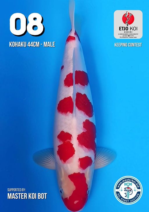 Lelang Koi Online, Jual Beli Ikan Koi, Pusat Jual Beli Koi, Info Lelang Koi Hari Ini, Platform Jual Beli Koi, Jual Beli Ikan Koi Online, Marketplace Ikan Koi, Jual Koi Terbaik, Tempat Beli Koi Berkualitas, Pasar Ikan Koi Online Terpercaya, Penjual Ikan Koi Terpercaya, Beli Koi Hias Online, Ikan Koi untuk Dijual, Koi Kualitas Terbaik, Toko Online Ikan Koi, Koi Hias Untuk Dijual, Jual Beli Ikan Koi Lokal, Koi Indonesia Online, Pusat Jual Beli Koi Terbesar