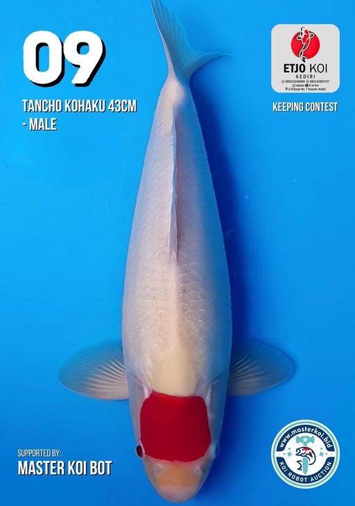 Lelang Koi Online, Jual Beli Ikan Koi, Pusat Jual Beli Koi, Info Lelang Koi Hari Ini, Platform Jual Beli Koi, Jual Beli Ikan Koi Online, Marketplace Ikan Koi, Jual Koi Terbaik, Tempat Beli Koi Berkualitas, Pasar Ikan Koi Online Terpercaya, Penjual Ikan Koi Terpercaya, Beli Koi Hias Online, Ikan Koi untuk Dijual, Koi Kualitas Terbaik, Toko Online Ikan Koi, Koi Hias Untuk Dijual, Jual Beli Ikan Koi Lokal, Koi Indonesia Online, Pusat Jual Beli Koi Terbesar