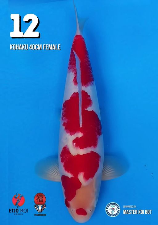 Lelang Koi Online, Jual Beli Ikan Koi, Pusat Jual Beli Koi, Info Lelang Koi Hari Ini, Platform Jual Beli Koi, Jual Beli Ikan Koi Online, Marketplace Ikan Koi, Jual Koi Terbaik, Tempat Beli Koi Berkualitas, Pasar Ikan Koi Online Terpercaya, Penjual Ikan Koi Terpercaya, Beli Koi Hias Online, Ikan Koi untuk Dijual, Koi Kualitas Terbaik, Toko Online Ikan Koi, Koi Hias Untuk Dijual, Jual Beli Ikan Koi Lokal, Koi Indonesia Online, Pusat Jual Beli Koi Terbesar
