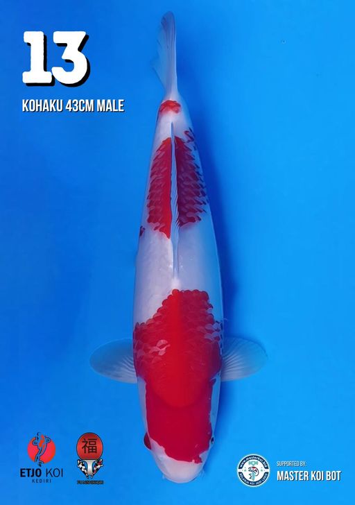 Lelang Koi Online, Jual Beli Ikan Koi, Pusat Jual Beli Koi, Info Lelang Koi Hari Ini, Platform Jual Beli Koi, Jual Beli Ikan Koi Online, Marketplace Ikan Koi, Jual Koi Terbaik, Tempat Beli Koi Berkualitas, Pasar Ikan Koi Online Terpercaya, Penjual Ikan Koi Terpercaya, Beli Koi Hias Online, Ikan Koi untuk Dijual, Koi Kualitas Terbaik, Toko Online Ikan Koi, Koi Hias Untuk Dijual, Jual Beli Ikan Koi Lokal, Koi Indonesia Online, Pusat Jual Beli Koi Terbesar