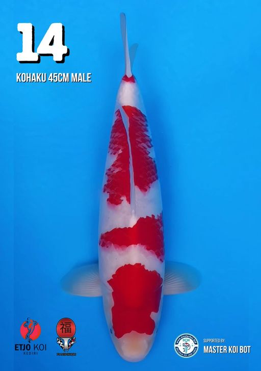 Lelang Koi Online, Jual Beli Ikan Koi, Pusat Jual Beli Koi, Info Lelang Koi Hari Ini, Platform Jual Beli Koi, Jual Beli Ikan Koi Online, Marketplace Ikan Koi, Jual Koi Terbaik, Tempat Beli Koi Berkualitas, Pasar Ikan Koi Online Terpercaya, Penjual Ikan Koi Terpercaya, Beli Koi Hias Online, Ikan Koi untuk Dijual, Koi Kualitas Terbaik, Toko Online Ikan Koi, Koi Hias Untuk Dijual, Jual Beli Ikan Koi Lokal, Koi Indonesia Online, Pusat Jual Beli Koi Terbesar