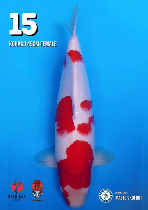 Lelang Koi Online, Jual Beli Ikan Koi, Pusat Jual Beli Koi, Info Lelang Koi Hari Ini, Platform Jual Beli Koi, Jual Beli Ikan Koi Online, Marketplace Ikan Koi, Jual Koi Terbaik, Tempat Beli Koi Berkualitas, Pasar Ikan Koi Online Terpercaya, Penjual Ikan Koi Terpercaya, Beli Koi Hias Online, Ikan Koi untuk Dijual, Koi Kualitas Terbaik, Toko Online Ikan Koi, Koi Hias Untuk Dijual, Jual Beli Ikan Koi Lokal, Koi Indonesia Online, Pusat Jual Beli Koi Terbesar