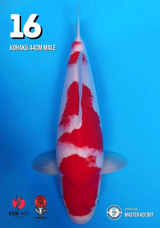 Lelang Koi Online, Jual Beli Ikan Koi, Pusat Jual Beli Koi, Info Lelang Koi Hari Ini, Platform Jual Beli Koi, Jual Beli Ikan Koi Online, Marketplace Ikan Koi, Jual Koi Terbaik, Tempat Beli Koi Berkualitas, Pasar Ikan Koi Online Terpercaya, Penjual Ikan Koi Terpercaya, Beli Koi Hias Online, Ikan Koi untuk Dijual, Koi Kualitas Terbaik, Toko Online Ikan Koi, Koi Hias Untuk Dijual, Jual Beli Ikan Koi Lokal, Koi Indonesia Online, Pusat Jual Beli Koi Terbesar
