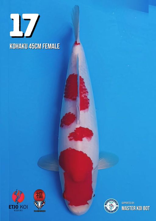 Lelang Koi Online, Jual Beli Ikan Koi, Pusat Jual Beli Koi, Info Lelang Koi Hari Ini, Platform Jual Beli Koi, Jual Beli Ikan Koi Online, Marketplace Ikan Koi, Jual Koi Terbaik, Tempat Beli Koi Berkualitas, Pasar Ikan Koi Online Terpercaya, Penjual Ikan Koi Terpercaya, Beli Koi Hias Online, Ikan Koi untuk Dijual, Koi Kualitas Terbaik, Toko Online Ikan Koi, Koi Hias Untuk Dijual, Jual Beli Ikan Koi Lokal, Koi Indonesia Online, Pusat Jual Beli Koi Terbesar