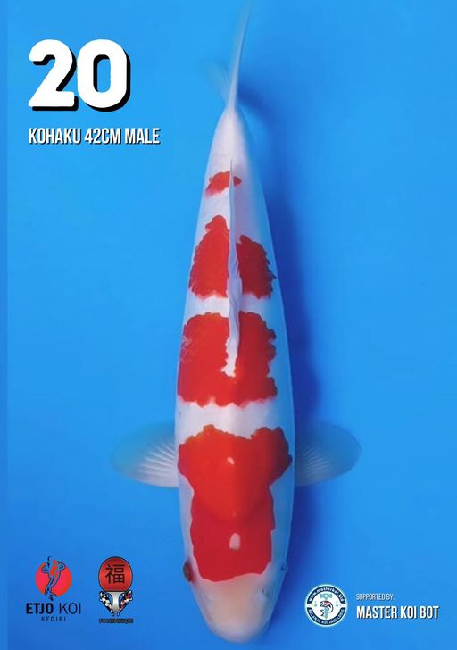 Lelang Koi Online, Jual Beli Ikan Koi, Pusat Jual Beli Koi, Info Lelang Koi Hari Ini, Platform Jual Beli Koi, Jual Beli Ikan Koi Online, Marketplace Ikan Koi, Jual Koi Terbaik, Tempat Beli Koi Berkualitas, Pasar Ikan Koi Online Terpercaya, Penjual Ikan Koi Terpercaya, Beli Koi Hias Online, Ikan Koi untuk Dijual, Koi Kualitas Terbaik, Toko Online Ikan Koi, Koi Hias Untuk Dijual, Jual Beli Ikan Koi Lokal, Koi Indonesia Online, Pusat Jual Beli Koi Terbesar