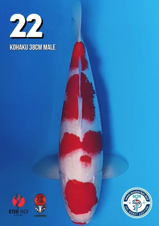 Lelang Koi Online, Jual Beli Ikan Koi, Pusat Jual Beli Koi, Info Lelang Koi Hari Ini, Platform Jual Beli Koi, Jual Beli Ikan Koi Online, Marketplace Ikan Koi, Jual Koi Terbaik, Tempat Beli Koi Berkualitas, Pasar Ikan Koi Online Terpercaya, Penjual Ikan Koi Terpercaya, Beli Koi Hias Online, Ikan Koi untuk Dijual, Koi Kualitas Terbaik, Toko Online Ikan Koi, Koi Hias Untuk Dijual, Jual Beli Ikan Koi Lokal, Koi Indonesia Online, Pusat Jual Beli Koi Terbesar
