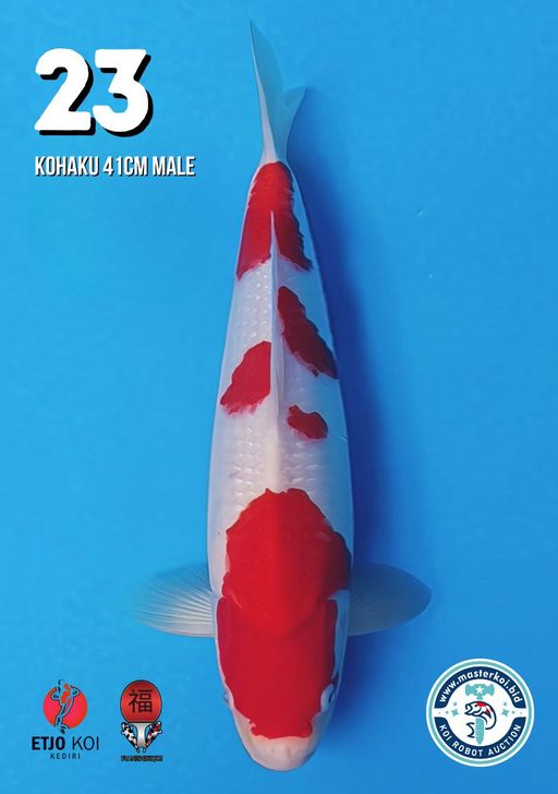Lelang Koi Online, Jual Beli Ikan Koi, Pusat Jual Beli Koi, Info Lelang Koi Hari Ini, Platform Jual Beli Koi, Jual Beli Ikan Koi Online, Marketplace Ikan Koi, Jual Koi Terbaik, Tempat Beli Koi Berkualitas, Pasar Ikan Koi Online Terpercaya, Penjual Ikan Koi Terpercaya, Beli Koi Hias Online, Ikan Koi untuk Dijual, Koi Kualitas Terbaik, Toko Online Ikan Koi, Koi Hias Untuk Dijual, Jual Beli Ikan Koi Lokal, Koi Indonesia Online, Pusat Jual Beli Koi Terbesar