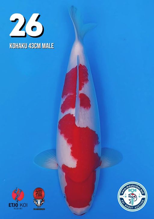 Lelang Koi Online, Jual Beli Ikan Koi, Pusat Jual Beli Koi, Info Lelang Koi Hari Ini, Platform Jual Beli Koi, Jual Beli Ikan Koi Online, Marketplace Ikan Koi, Jual Koi Terbaik, Tempat Beli Koi Berkualitas, Pasar Ikan Koi Online Terpercaya, Penjual Ikan Koi Terpercaya, Beli Koi Hias Online, Ikan Koi untuk Dijual, Koi Kualitas Terbaik, Toko Online Ikan Koi, Koi Hias Untuk Dijual, Jual Beli Ikan Koi Lokal, Koi Indonesia Online, Pusat Jual Beli Koi Terbesar