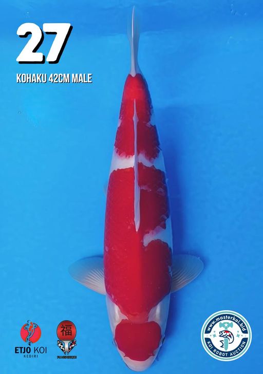 Lelang Koi Online, Jual Beli Ikan Koi, Pusat Jual Beli Koi, Info Lelang Koi Hari Ini, Platform Jual Beli Koi, Jual Beli Ikan Koi Online, Marketplace Ikan Koi, Jual Koi Terbaik, Tempat Beli Koi Berkualitas, Pasar Ikan Koi Online Terpercaya, Penjual Ikan Koi Terpercaya, Beli Koi Hias Online, Ikan Koi untuk Dijual, Koi Kualitas Terbaik, Toko Online Ikan Koi, Koi Hias Untuk Dijual, Jual Beli Ikan Koi Lokal, Koi Indonesia Online, Pusat Jual Beli Koi Terbesar