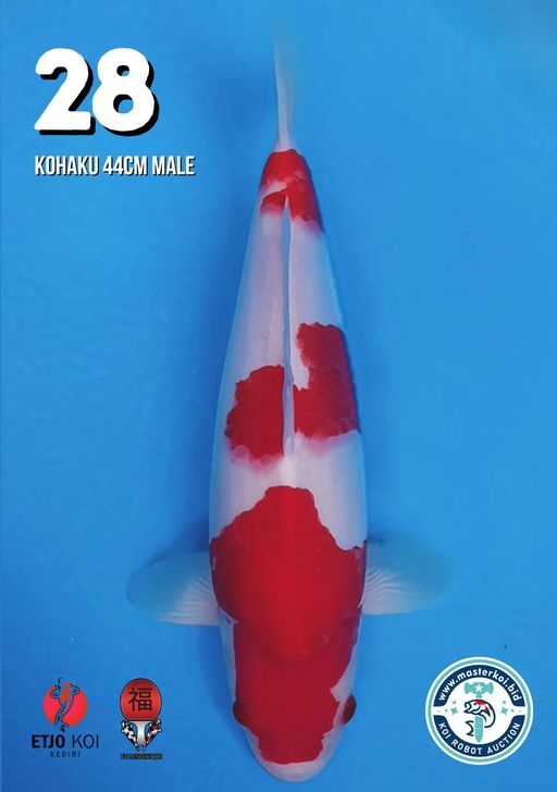 Lelang Koi Online, Jual Beli Ikan Koi, Pusat Jual Beli Koi, Info Lelang Koi Hari Ini, Platform Jual Beli Koi, Jual Beli Ikan Koi Online, Marketplace Ikan Koi, Jual Koi Terbaik, Tempat Beli Koi Berkualitas, Pasar Ikan Koi Online Terpercaya, Penjual Ikan Koi Terpercaya, Beli Koi Hias Online, Ikan Koi untuk Dijual, Koi Kualitas Terbaik, Toko Online Ikan Koi, Koi Hias Untuk Dijual, Jual Beli Ikan Koi Lokal, Koi Indonesia Online, Pusat Jual Beli Koi Terbesar