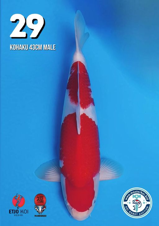 Lelang Koi Online, Jual Beli Ikan Koi, Pusat Jual Beli Koi, Info Lelang Koi Hari Ini, Platform Jual Beli Koi, Jual Beli Ikan Koi Online, Marketplace Ikan Koi, Jual Koi Terbaik, Tempat Beli Koi Berkualitas, Pasar Ikan Koi Online Terpercaya, Penjual Ikan Koi Terpercaya, Beli Koi Hias Online, Ikan Koi untuk Dijual, Koi Kualitas Terbaik, Toko Online Ikan Koi, Koi Hias Untuk Dijual, Jual Beli Ikan Koi Lokal, Koi Indonesia Online, Pusat Jual Beli Koi Terbesar