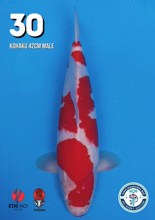 Lelang Koi Online, Jual Beli Ikan Koi, Pusat Jual Beli Koi, Info Lelang Koi Hari Ini, Platform Jual Beli Koi, Jual Beli Ikan Koi Online, Marketplace Ikan Koi, Jual Koi Terbaik, Tempat Beli Koi Berkualitas, Pasar Ikan Koi Online Terpercaya, Penjual Ikan Koi Terpercaya, Beli Koi Hias Online, Ikan Koi untuk Dijual, Koi Kualitas Terbaik, Toko Online Ikan Koi, Koi Hias Untuk Dijual, Jual Beli Ikan Koi Lokal, Koi Indonesia Online, Pusat Jual Beli Koi Terbesar